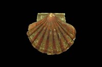 藏品(白碟海扇蛤)的圖片